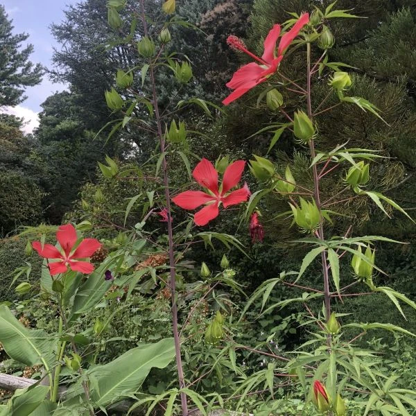 Изображение Гибискус шарлаховый (ярко-красный) - Hibiscus coccineus 