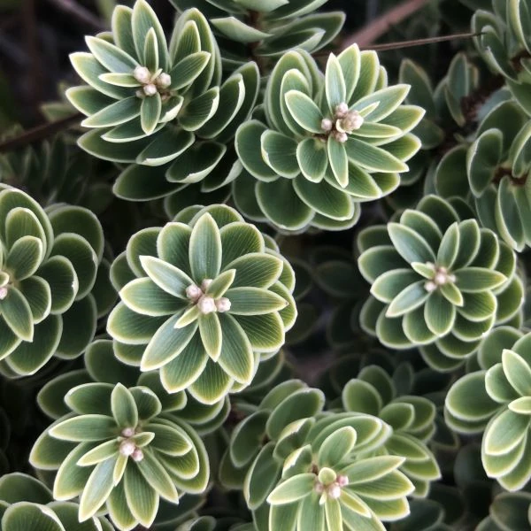 Изображение Циатопсис беловатый - Cyathopsis albicans 