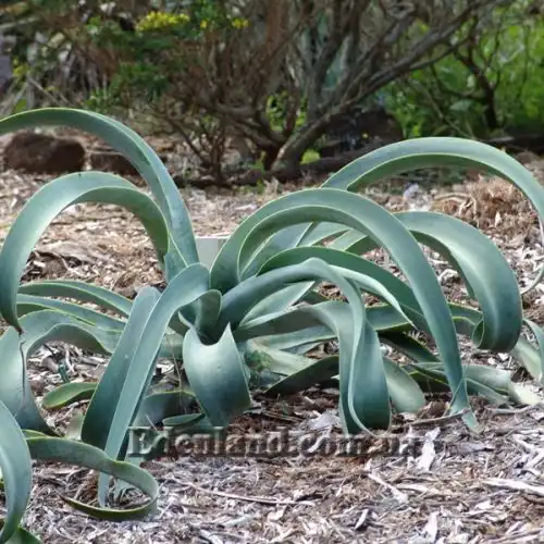 Изображение Агава Вильморена - Agave vilmoriniana