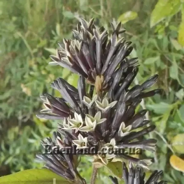 Зображення Цеструм повстяний - Cestrum tomentosum 