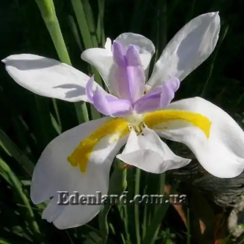 Изображение Диетес крупноцветковый       - Dietes grandiflora