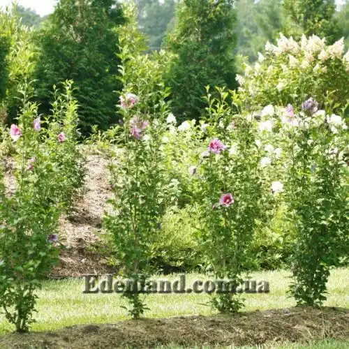 Изображение Гибискус сирийский (цвет - смесь) - Hibiscus syriacus