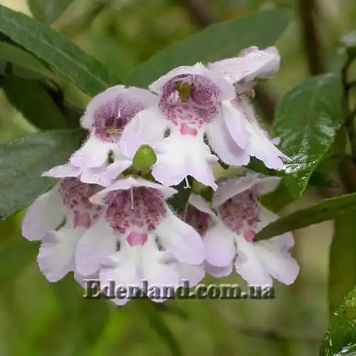 Зображення Простантера косматоквіткова - Prostanthera lasianthos