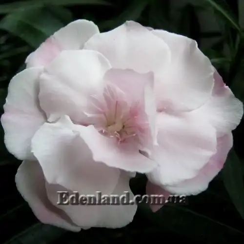 Изображение бледно-розовый