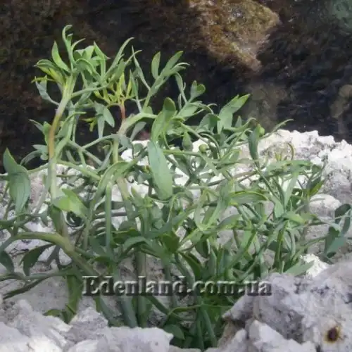 Зображення серед каміння