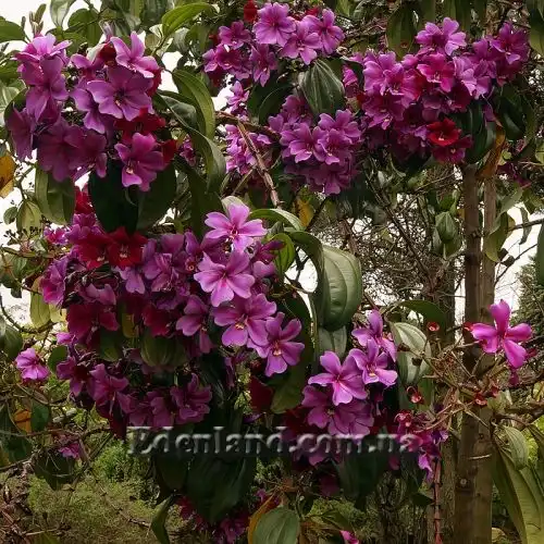 Изображение Мериания благородная - Meriania Nobilis