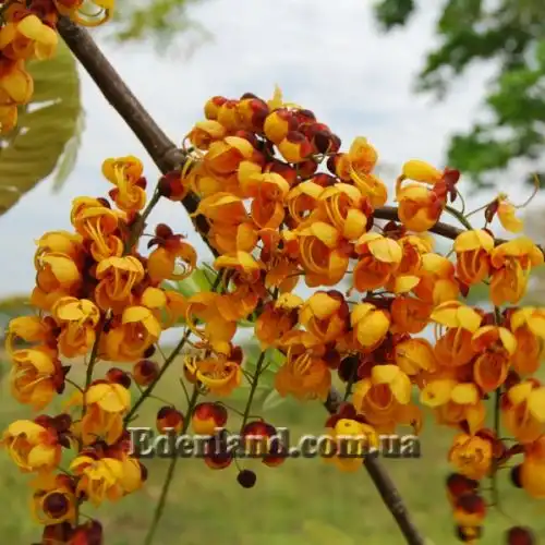 Изображение Кассия мускусная - Cassia moschata