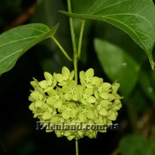 Изображение Дрежея вьющаяся - Dregea volubilis