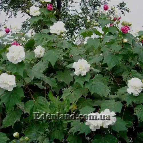 Зображення Гібіскус мінливий - Hibiscus mutabilis