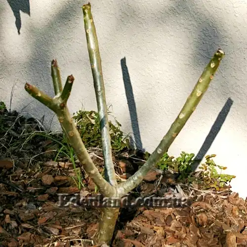 Изображение растение в период покоя