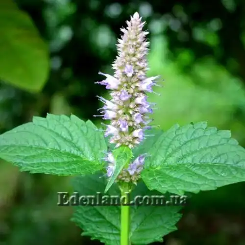 Изображение Агастахис морщинистый  - Agastache rugosa