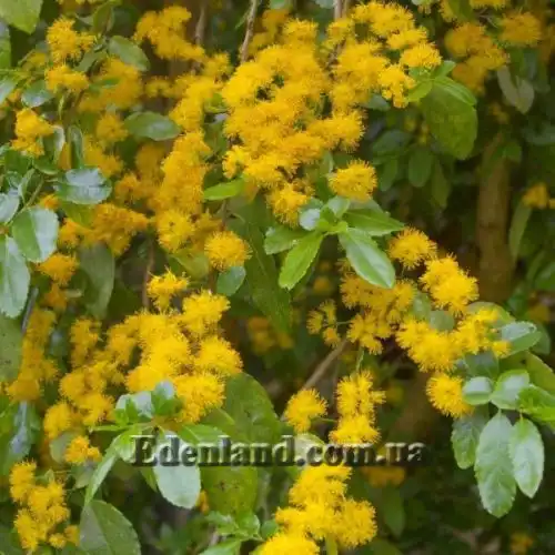 Зображення Азара зубчаста - Azara serrata 