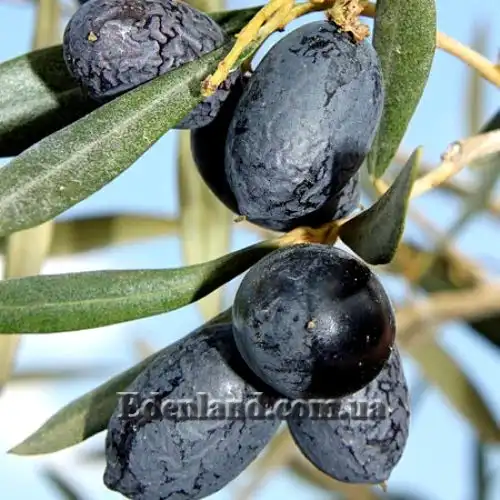 Зображення стиглі плоди