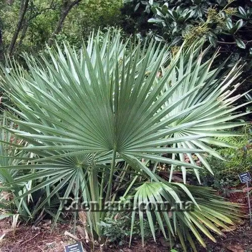 Зображення Сабаль малий - Sabal minor