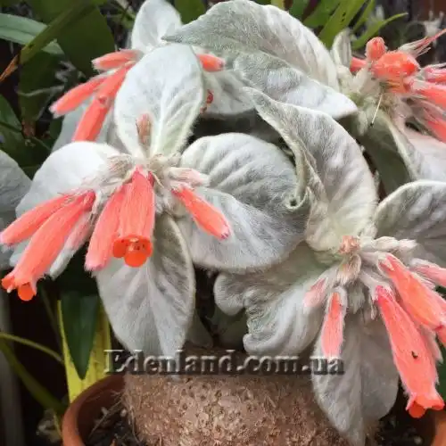 Зображення Синінгія Біловолоса - Sinningia leucotricha