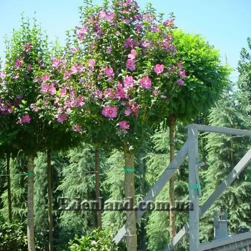 Изображение Гибискус сирийский (цвет - смесь) - Hibiscus syriacus