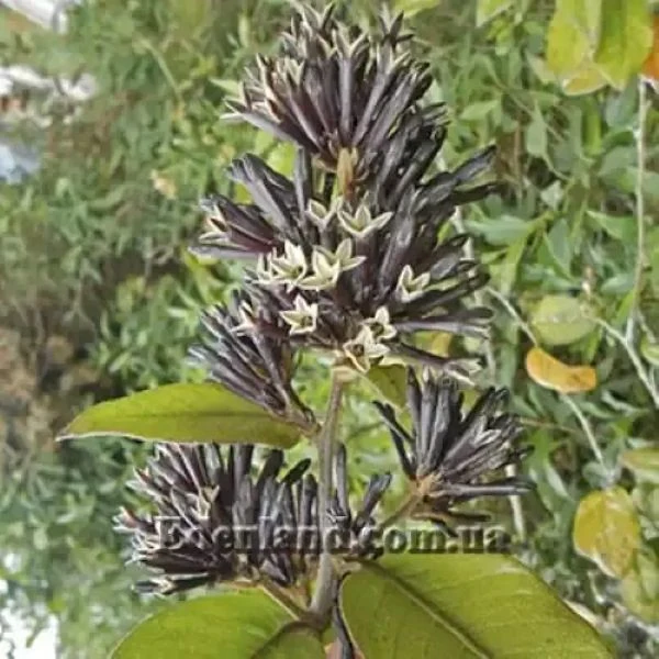 Цеструм повстяний - Cestrum tomentosum 