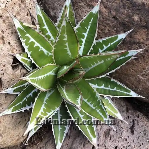 Изображение Агава отпечатанная - Agave impressa
