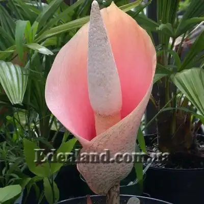 Изображение цветок