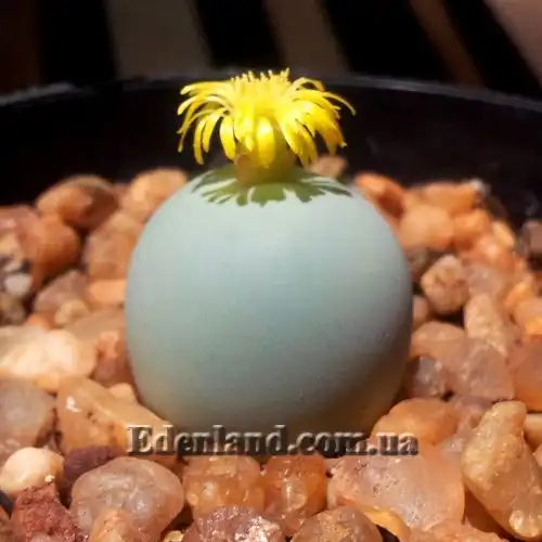 Изображение Конофитум галечный - Conophytum calculus