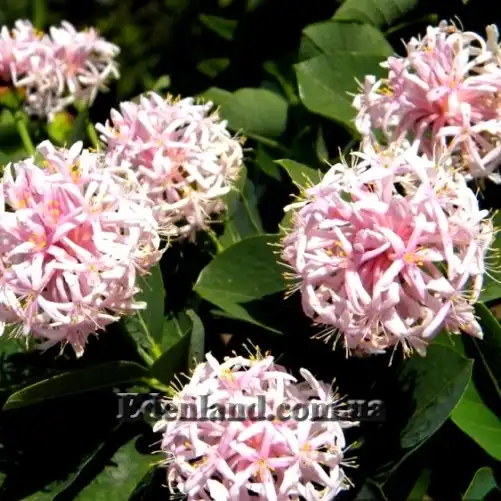 Зображення Даїс скумпієлистий - Dais cotinifolia