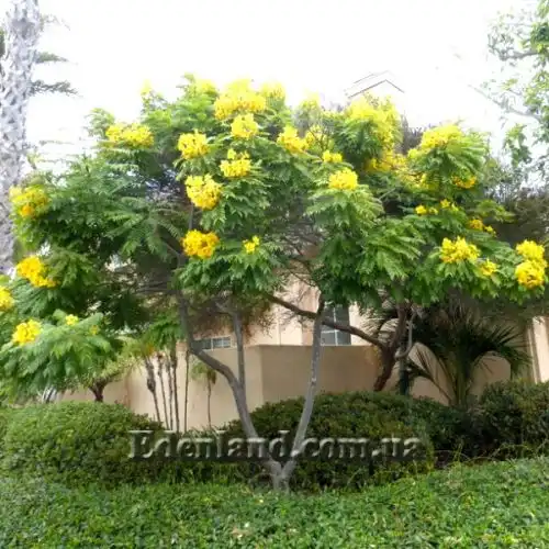 Изображение Кассия тонколистная - Cassia leptophylla 