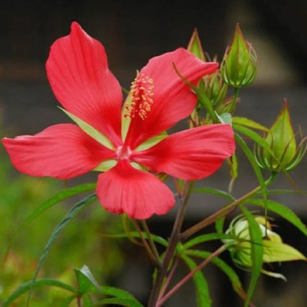 Изображение Гибискус шарлаховый (ярко-красный) - Hibiscus coccineus 