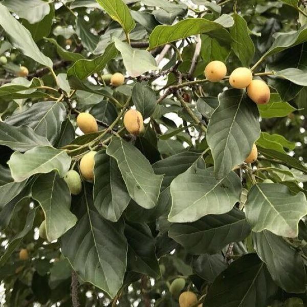 Изображение Берхемия двухцветная  - Berchemia discolor 