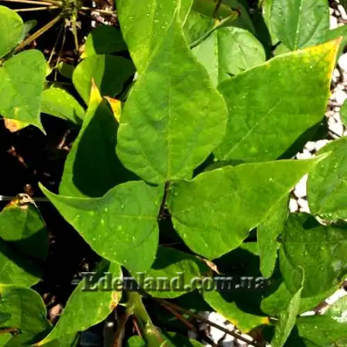 Зображення Еритрина амазонська - Erythrina amazonica