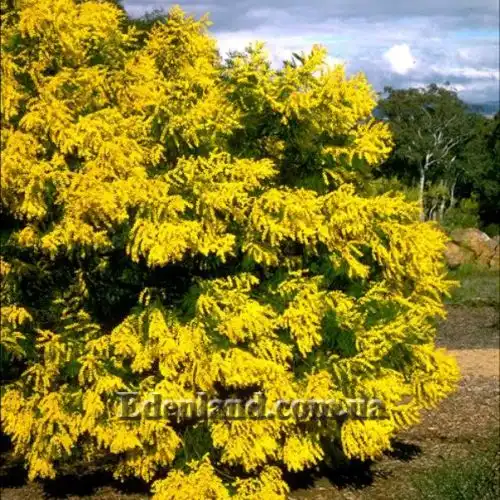 Изображение Акация низбегающая - Acacia decurrens