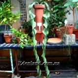 Зображення Вельвічія дивовижна - Welwitschia mirabilis