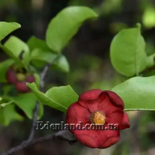 Изображение Увария вогнутая - Uvaria concava