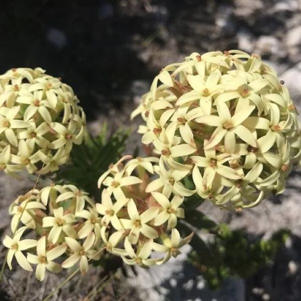 Крассула пучковатая - Crassula fascicularis  