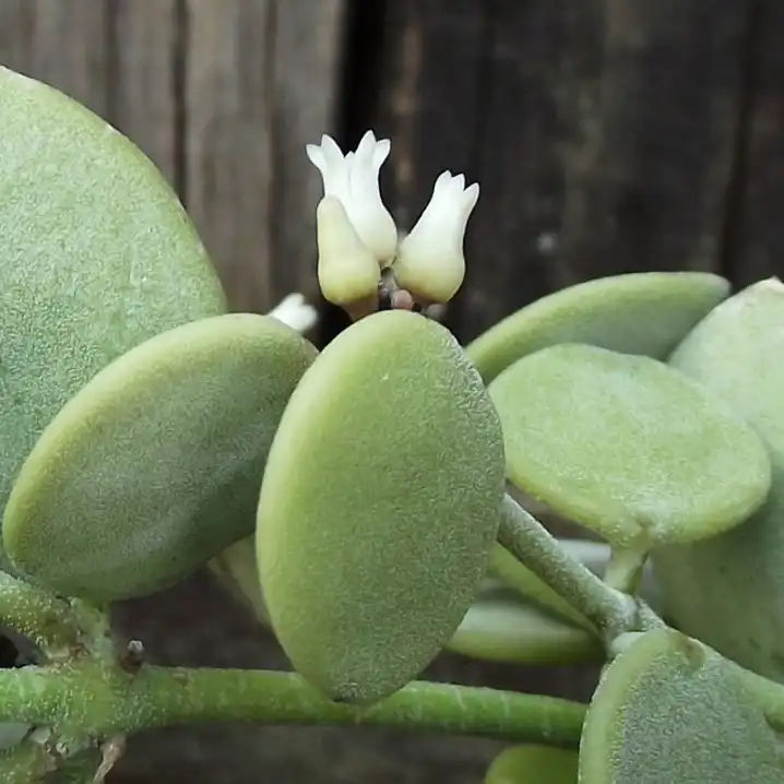 Зображення квіти та листя
