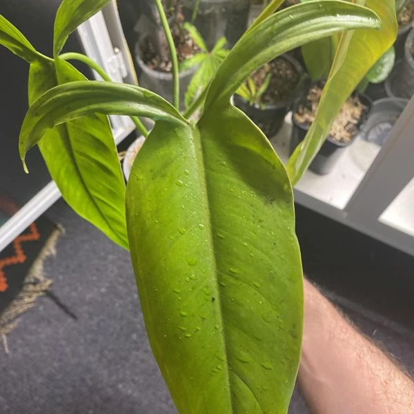 Изображение Филодендрон узколопастный   - Philodendron angustilobum