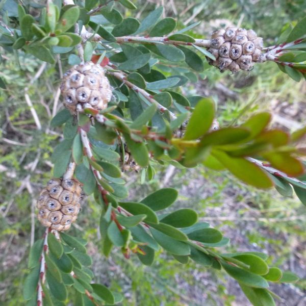 Зображення Мелалеука острівна - Melaleuca nesophila