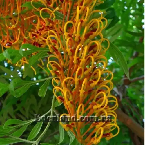Изображение Гревиллея мощная - Grevillea robusta 