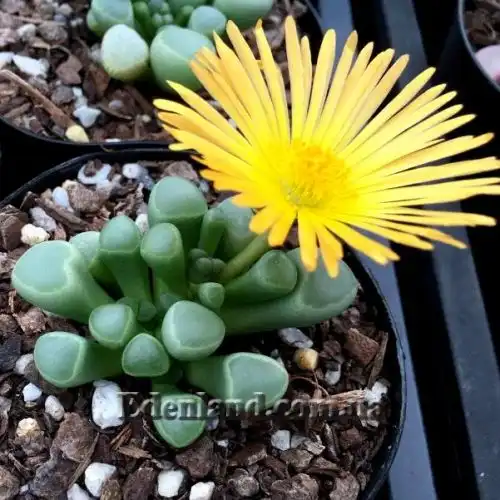 Изображение Фенестрария Булаволистная - Fenestraria rhopalophylla subsp. aurantiaca 