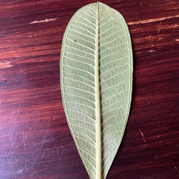 Изображение Плюмерия тупая  - Plumeria obtusa