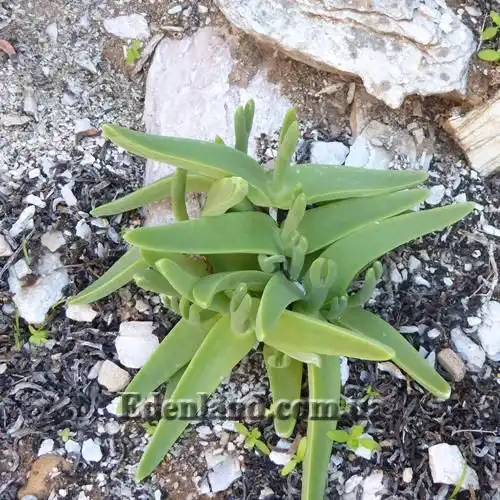 Изображение в период роста