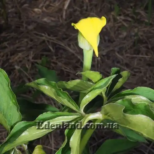 Зображення Арізема жовта - Arisaema flavum