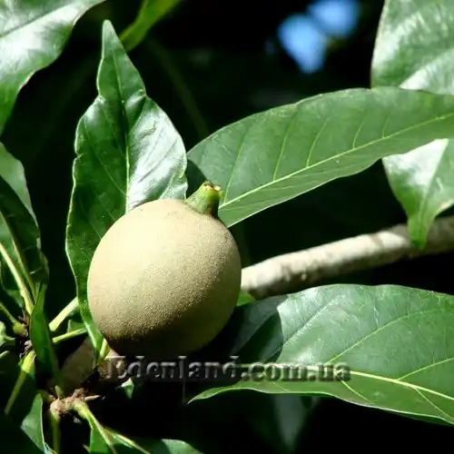 Зображення плід