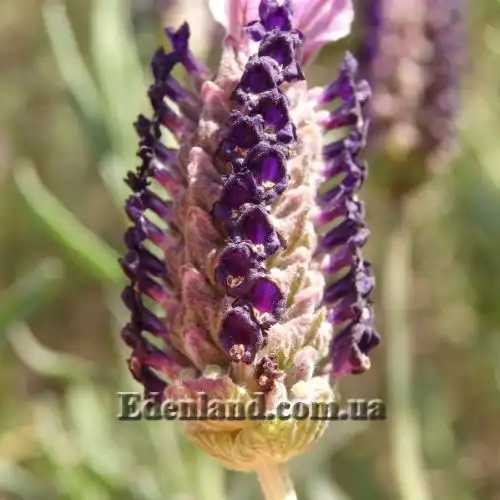 Изображение Лаванда черешчатая - Lavandula pedunculata
