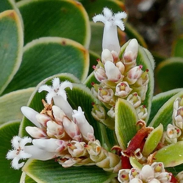 Изображение Циатопсис беловатый - Cyathopsis albicans 