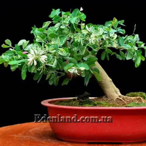 Изображение Питецеллобиум сладкий - Pithecellobium dulce