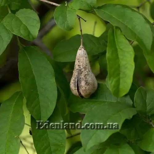 Изображение зрелый плод