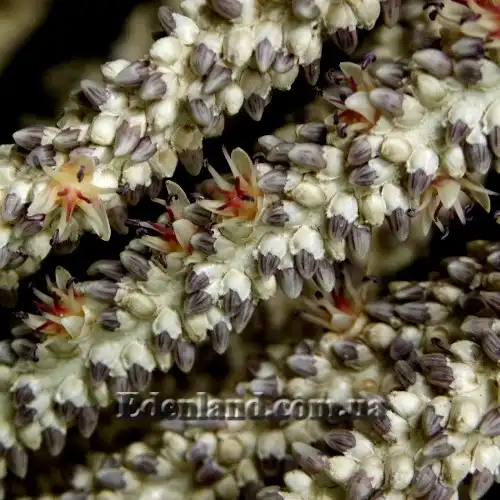 Изображение цветы