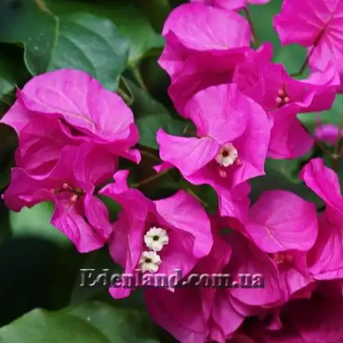 Изображение Бугенвиллия сорт Vera Deep Purple - Bougainvillea