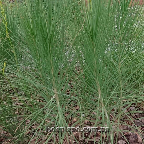 Изображение побеги с листьями