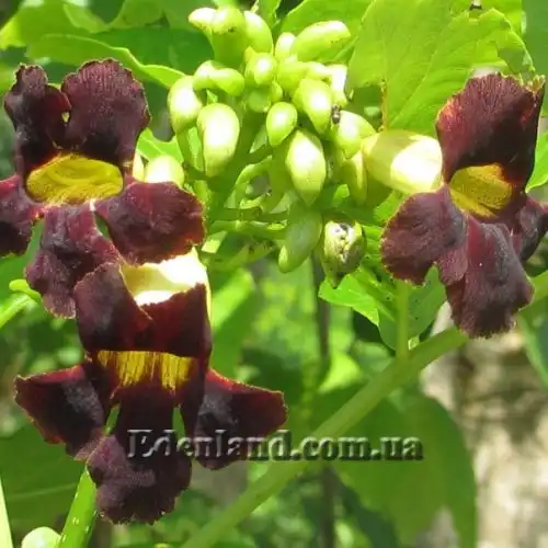 Изображение Маркамия занзибарская - Markhamia zanzibarica